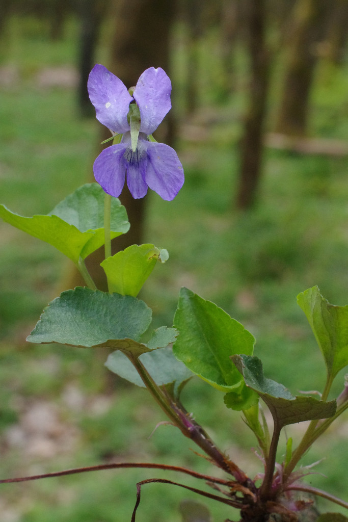 Viola-reichenbachiana-EckWill-2020-05-05-167-px