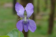 Viola-reichenbachiana-EckWill-2020-05-05-167-px