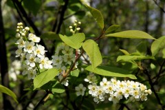 Prunus-padus-Gewöhnliche-Traubenkirsche-04-14-3-27-Uta-Anhalt-SGH-x