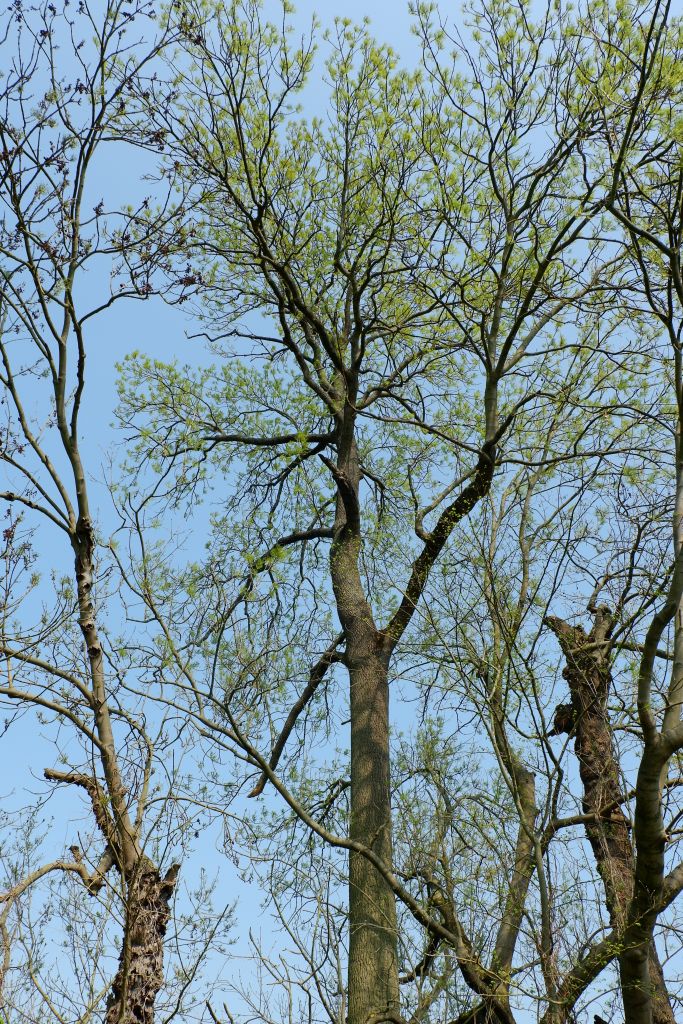 Fraxinus-excelsior-Baum-mit-Austrieb-Mößlitz-Katrin-Schneider-2017-DSCF7968px