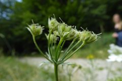 Orlaya-grandiflora-Exkursion-Tiergarten-2020-Guido-Warthemann-P1020738-scaled