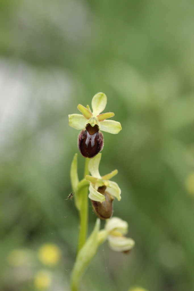 Ophrys-sphegodes_ToteTaeler_20170506-4-Thomas-Engst-x