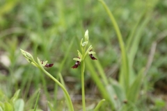 Ophrys-insectifera_ToteTaeler_20170506-3-Thomas-Engst-x