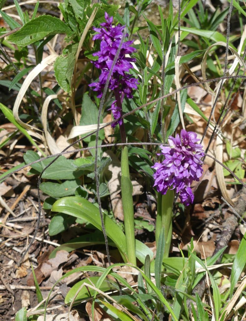 Orchis-mascula-R.Ohlhoff-Huy-06.05.2020x