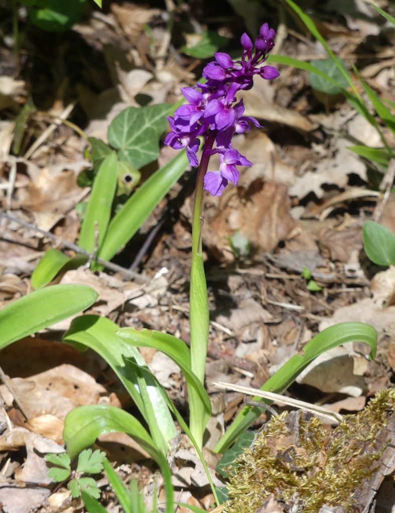 Orchis-mascula2-R.Ohlhoff-Huy-06.05.2020x