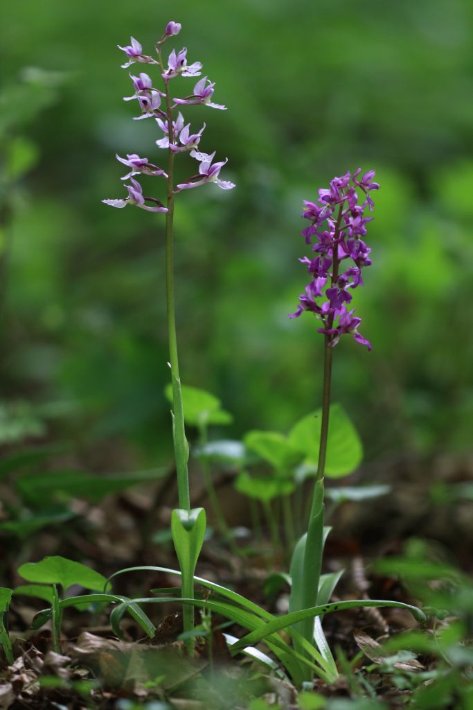 Orchis-mascula_WESTERMANN_Annette_22052010-x