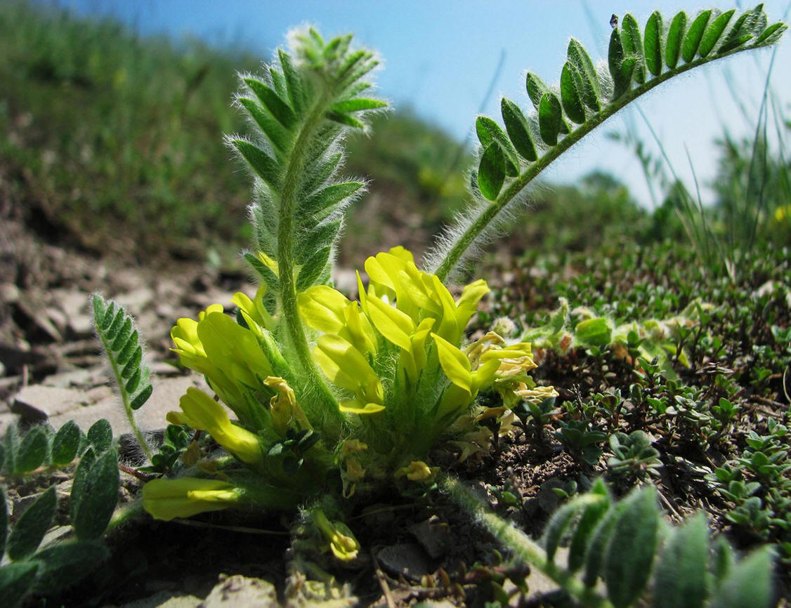 Astragalus excapus, Foto: Andreas Lindner