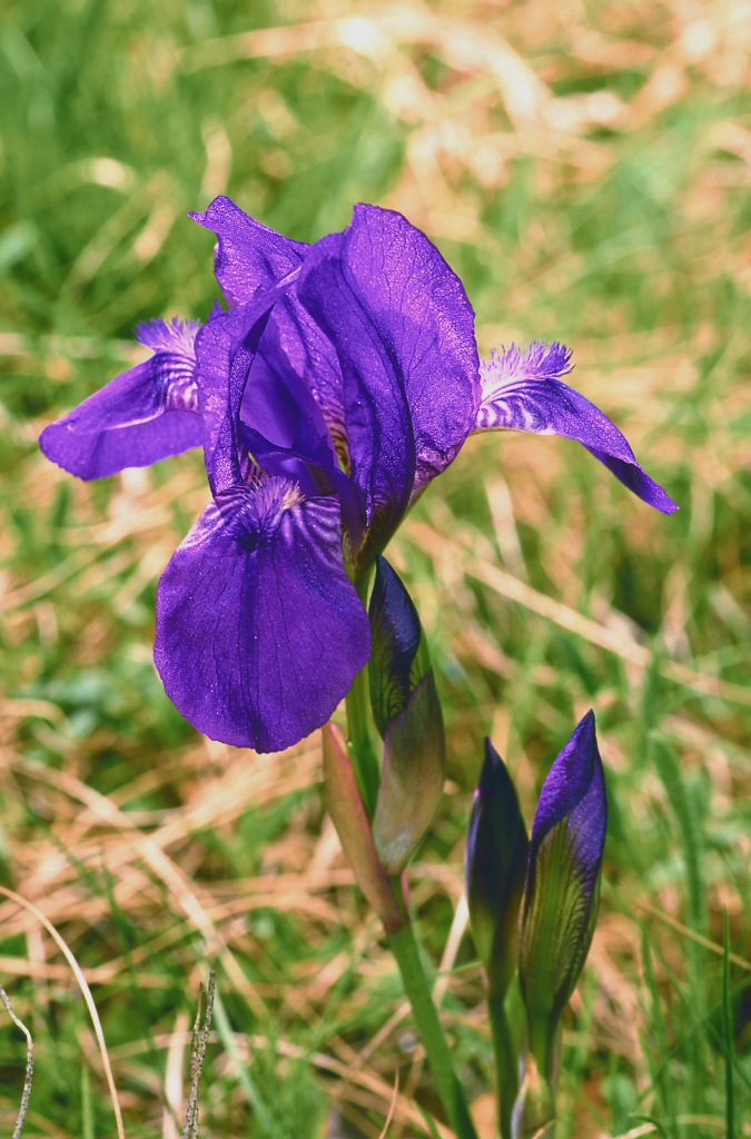 Iris aphylla, Foto: Andreas Korschefsky