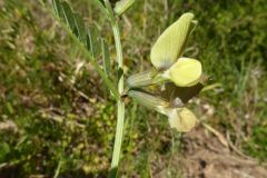 Vicia-grandiflora-Sollnitz-an-Kiesseen-P1000361x