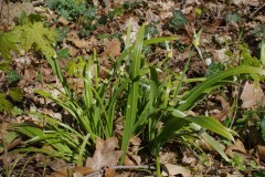Allium-paradoxum-Raguhn-1