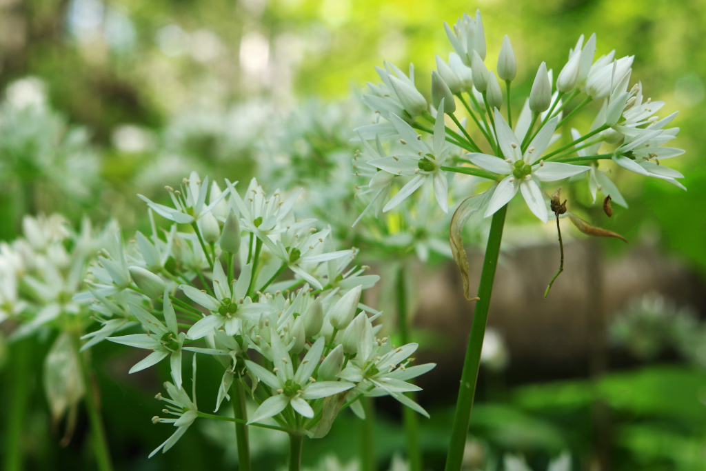Allium-ursinum-BULAUMichael-Langes-Holz-Freckleben-09.05.2019-4cx
