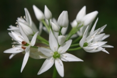 Allium-ursinum-BULAUMichael-Langes-Holz-Freckleben-09.05.2019-2cx