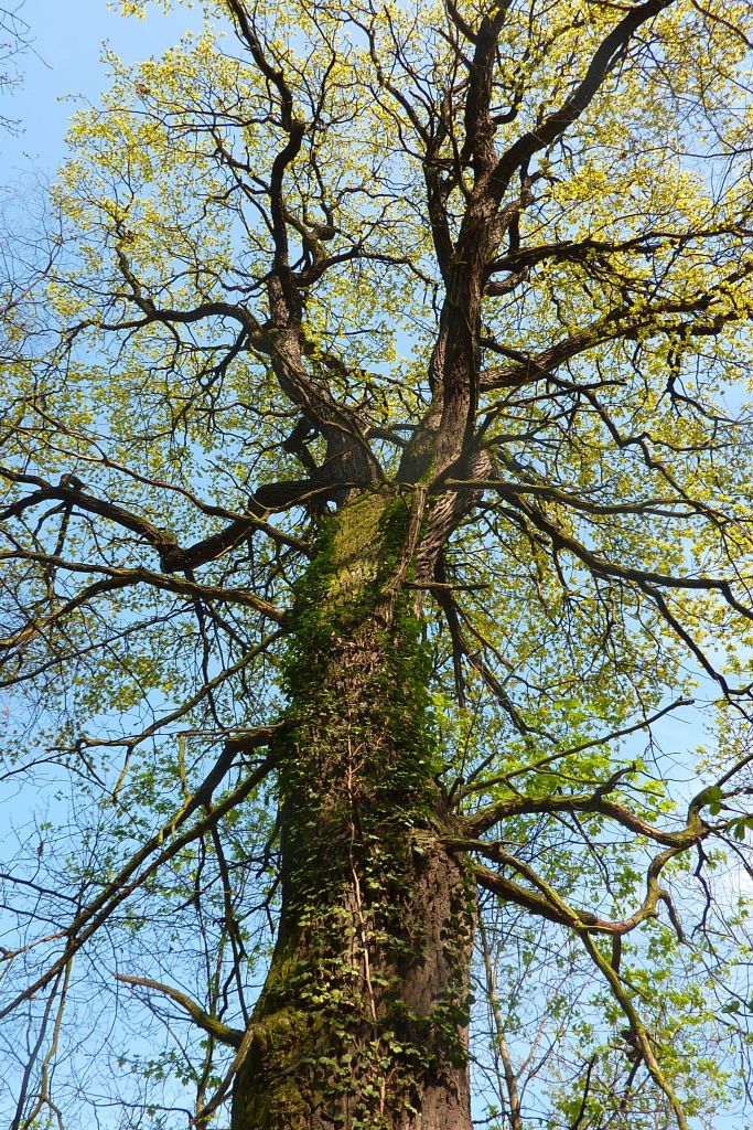 Quercus-robur-Peißnitz-4.10-P1010251-Katrin-Schneiderpx
