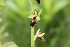 Ophrys-hybrida_Thomas-Engst