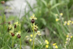 Ophrys-sphegodes_ToteTaeler_20170506-2-Thomas-Engst-x