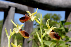 Ophrys-sphegodes-Totel-Taeler-1