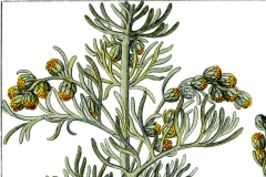 Johann Georg Sturm: Artemisia maritima, Quelle: commons.wikimedia.org