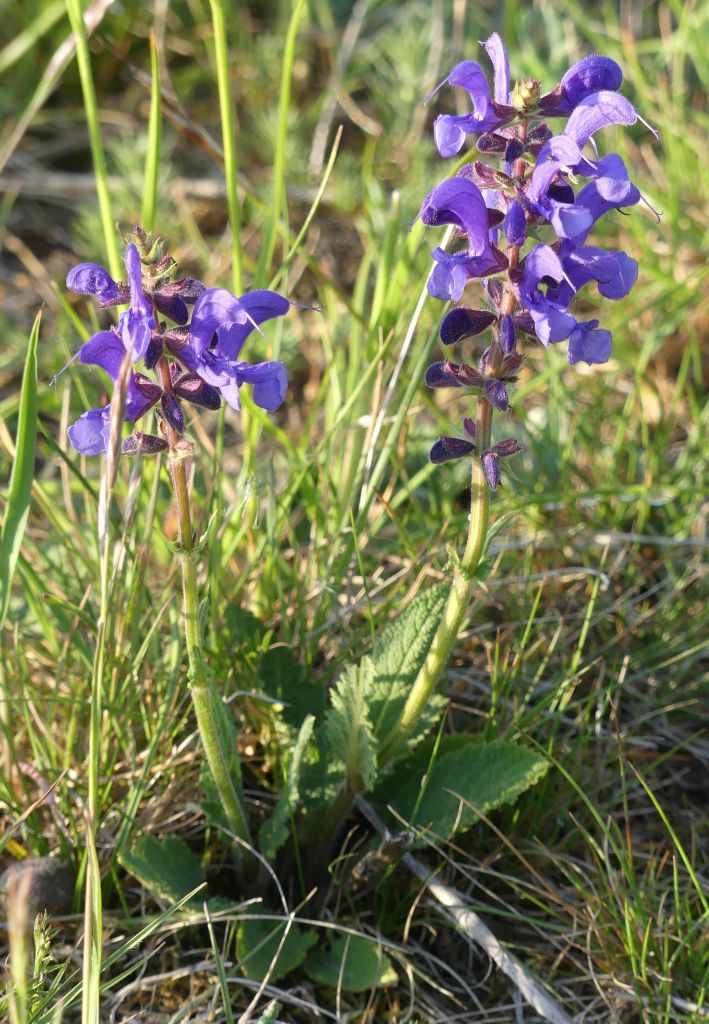 Salvia-pratensis-R.-Ohlhoff-Huy-06.05.2020x