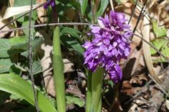 Orchis-mascula-R.Ohlhoff-Huy-06.05.2020x