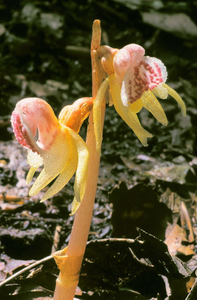 Epipogium-aphyllum-KORSCHEFSKY-ANDREAS-16082002-x