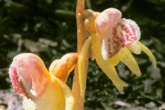 Epipogium-aphyllum-KORSCHEFSKY-ANDREAS-16082002-x