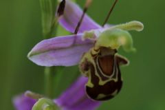 Ophrys-apifera-OHLHOFF-Quedlinburg-11.6.2017-x