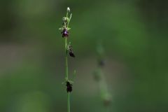 Ophrys-insectifera_WESTERMANN_Annette__03052014-x