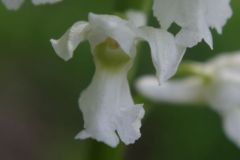 Orchis-mascula-var.alba-BULAUMichael-07.05.2019-x-1