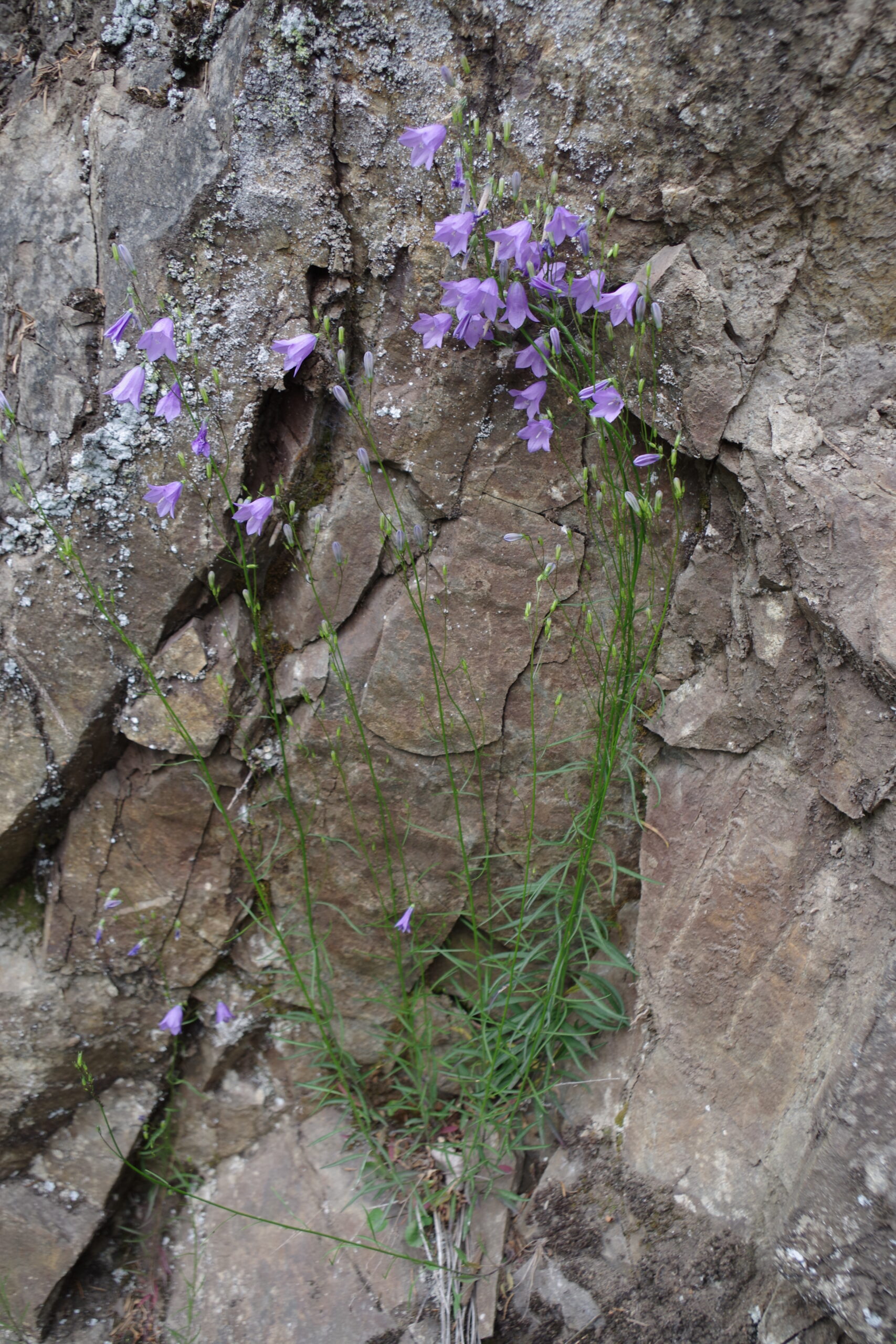 Campanula-rotundifolia-BULAUMichael-Tiefenbachtal-Hasselfelde-14.07.2019-4-scaled