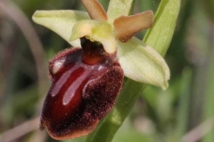3. Platz: Frank Meysel (Ophrys sphegodes, Balgstädt, 12.4.2014)