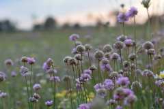 3. Platz: Grasnelken (Armeria elongata), 8.7.2024, Foto: Eugen Kisselmann