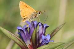 1. Platz: Kreuz-Enzian (Gentiana cruciata), 14.7.2015, Foto: Frank Meysel