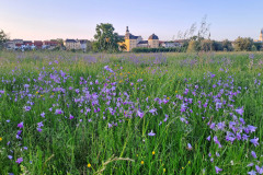 Campanula-patula-L.-WARTHEMANN-Guido-Coswig-24.05.2023-20230524_202305-2
