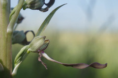 Himantoglossum-hircinum-var.aestivalis-BULAUMichael-14.06.2025-3-2