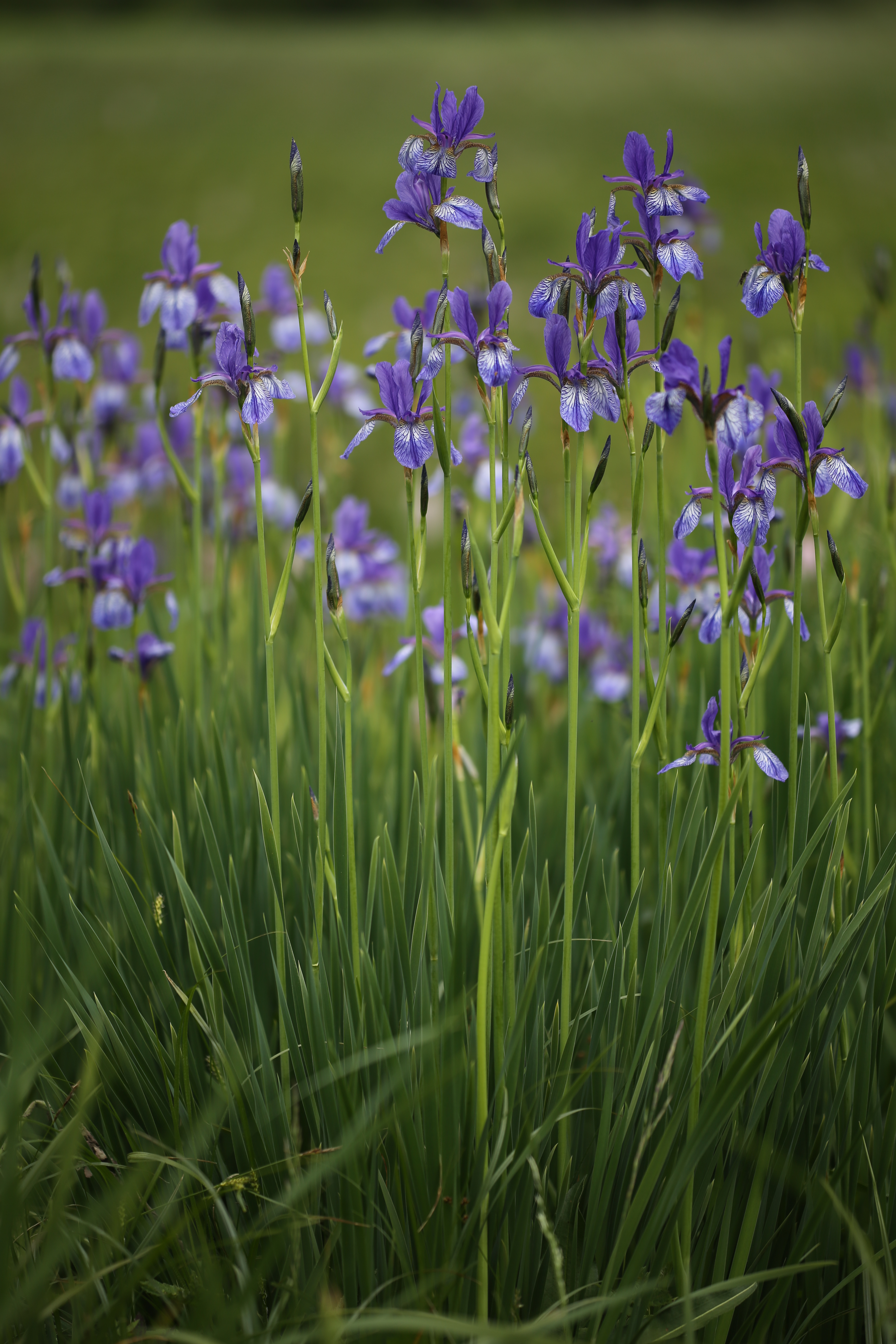 Iris sibirica - Rote Liste 3, Foto: Anette Westermann