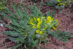 Astragalus-exscapus-EckhWill-2014-04-09-004-x