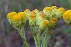 Helichrysum-arenarium-EckWill-2016-07-22-045-x