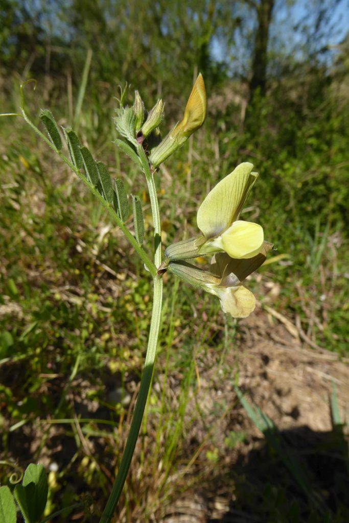 Vicia-grandiflora-Sollnitz-an-Kiesseen-P1000361x