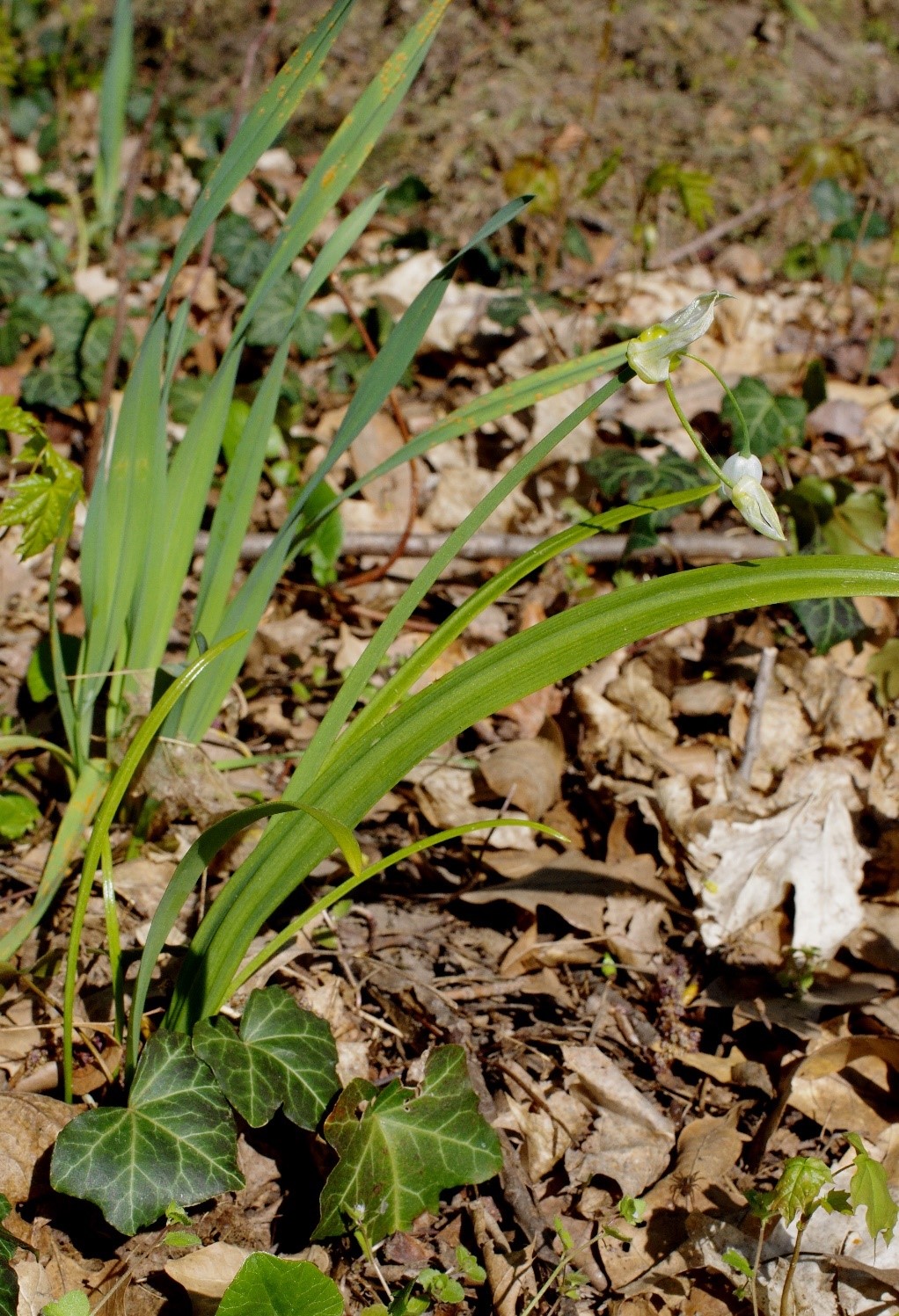 Allium-paradoxum-Raguhn-2