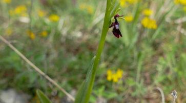 Fliegen-Ragwurz (Ophrys insectifera) Weinberg 4.5.2024 Foto: Katrin Schneider