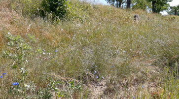 Ackerrand mit Linum austriacum und Bromus erectus (2) 14.6.2025, Foto:  Tim Behrens