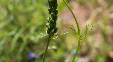 Adonis flammea (3) 14.6.2025, Foto: Fabian Brei