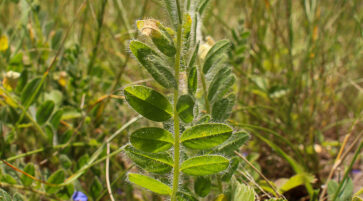 Astragalus excapus 14.6.2025, Foto: Fabian Brei