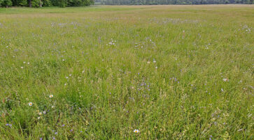 Blütenreiche Hahnenfuß Fuchsschwanz Frischwiese 23.5.2025, Foto:  Guido Warthemann