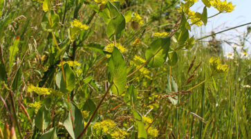 Bupleurum rotundifolium 14.6.2025, Foto:  Fabian Brei
