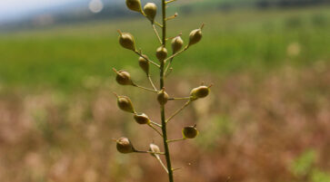 Camelina microcarpa 14.6.2025, Foto: Fabian Brei