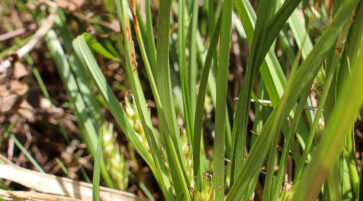 Carex hordeistichos 14.6.2025, Foto:  Fabian Brei