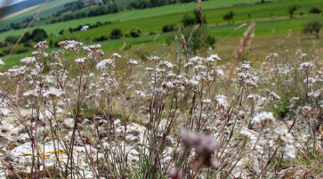 Gypsophila fastigiata 14.6.2025, Foto: Fabian Brei