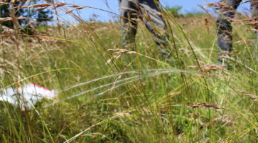 Stipa sp. 14.6.2025, Foto: Fabian Brei