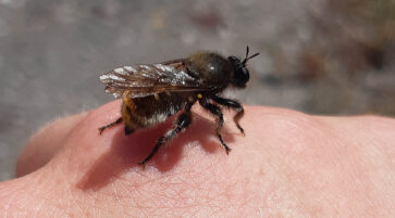 Gelbe Mordfliege, Laphria flava 14.6.2025, Foto: Tim Behrens